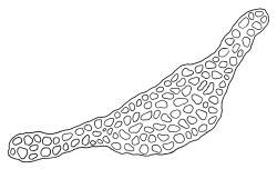 Cratoneuropsis relaxa “hypnobartlettia” growth form, cross-section of upper laminal cells including costa, c. 600 µm from apex. Drawn from collector unknown, Oct. 1973, CHR 105042A.
 Image: R.C. Wagstaff © Landcare Research 2014 